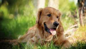 Obrancovia a najlepší priatelia: 10 plemien psov, ktoré sú v poriadku s deťmi